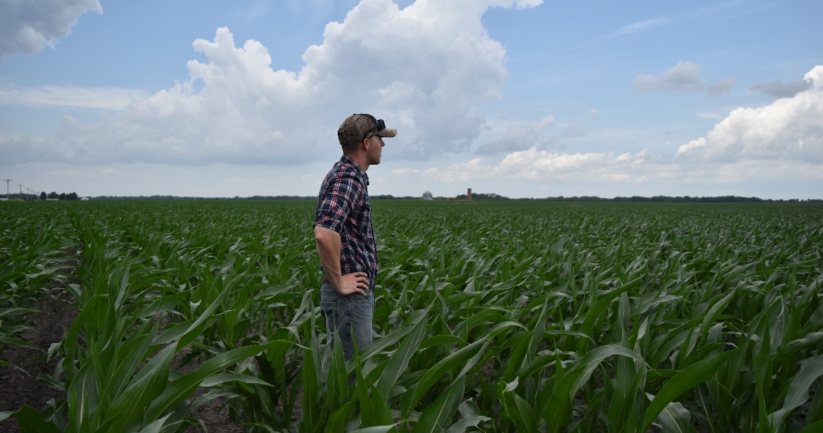 man standing in corn field