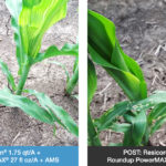 side by side comparison of corn treated with Acuron versus Resicore