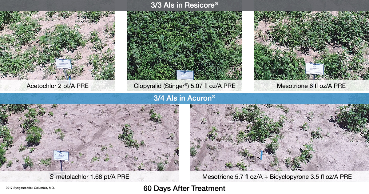 comparison photos of performance of Acuron and Resicore herbicides on corn