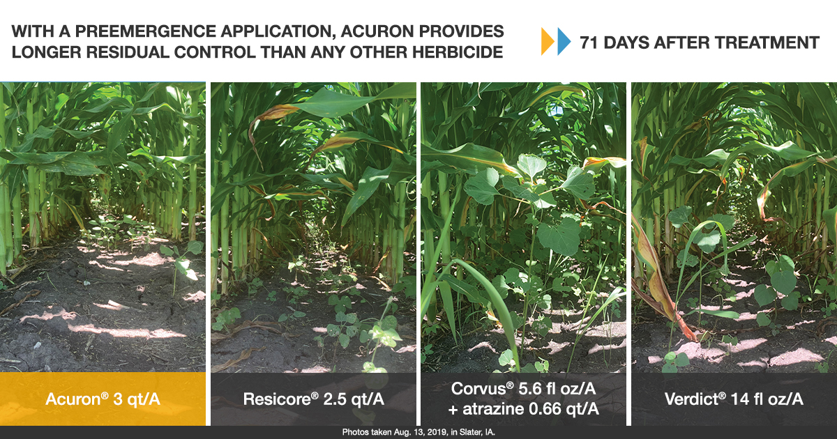 side by side comparison photos of early-season weed control in corn with Acuron, Resicore, Corvus and Verdict herbicides