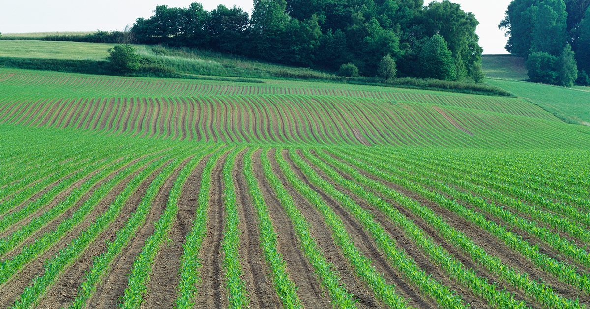 rows of weed-free corn rows in the Midwest
