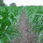 clean, weed-free corn rows