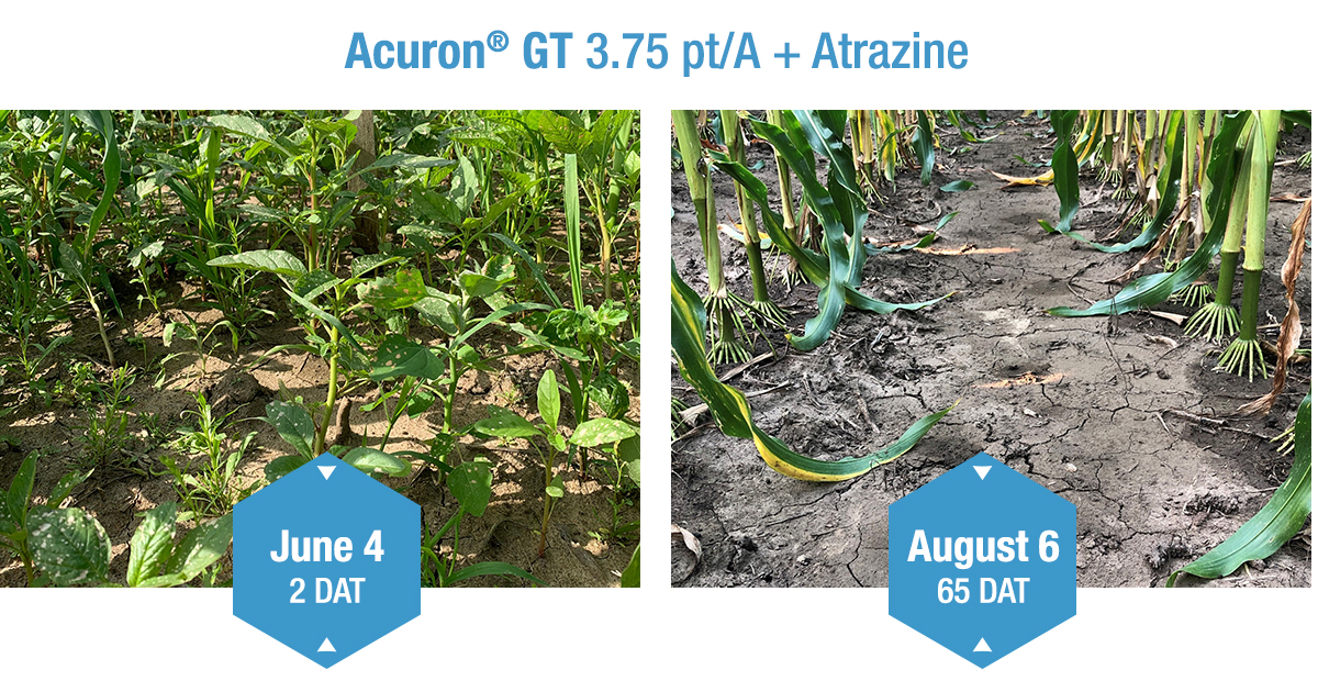 side by side comparison of a corn row before and after being treated with Acuron GT. 65 days after treatment, the photo shows no weed presence anymore