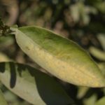 citrus foliar symptoms of phytophthora