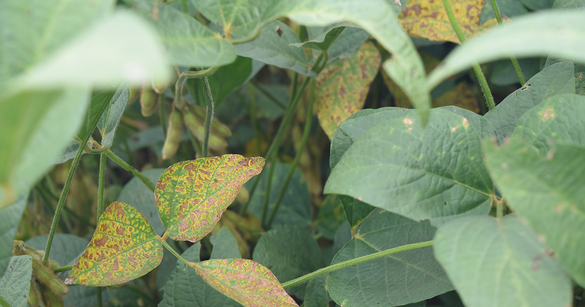 soybean with sudden death syndrome present