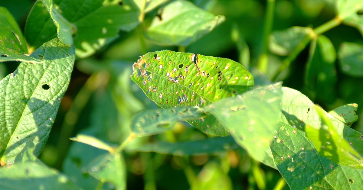 soybean leaf infected with frogeye leaf spot