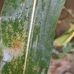 southern rust on untreated corn