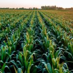 healthy corn rows