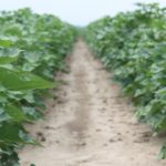 weed-free cotton rows