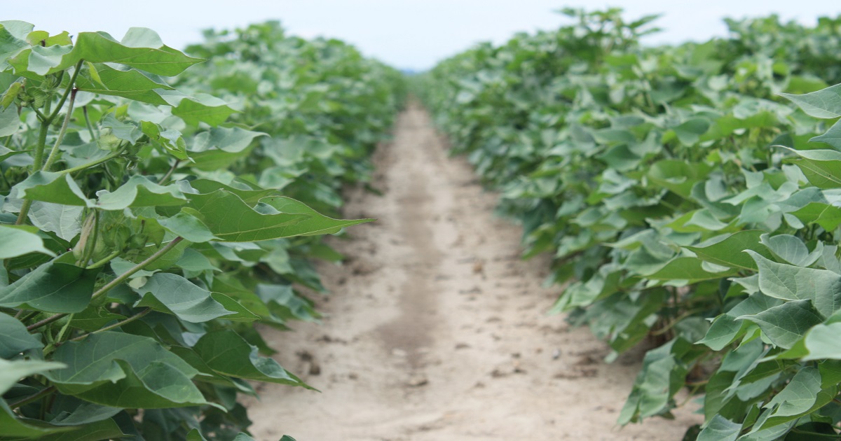 weed-free cotton rows