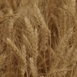 healthy wheat