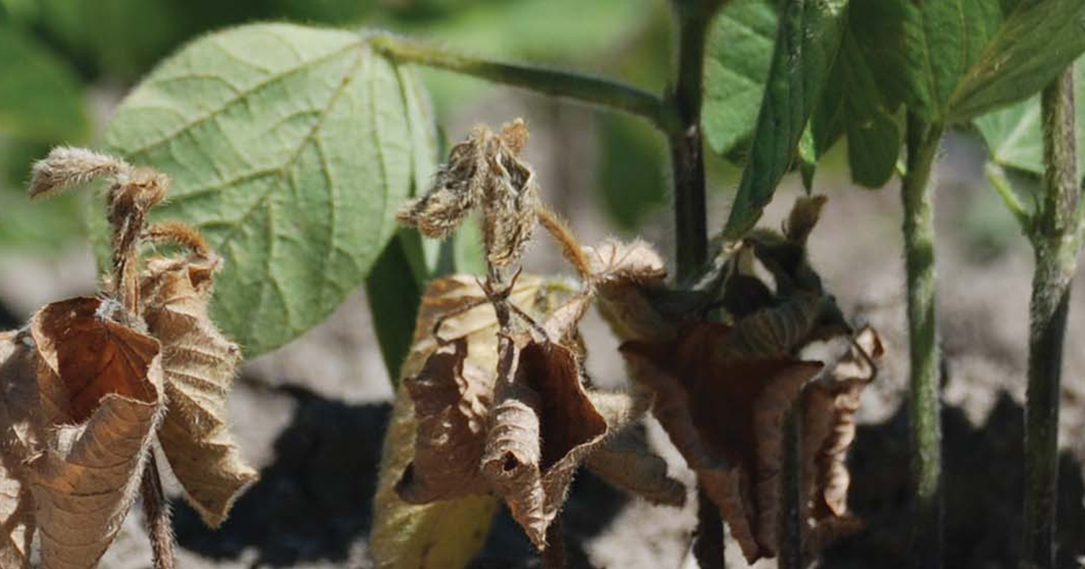 soybean plant infected with phytophthora