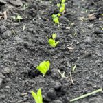 soybeans emerging from the ground