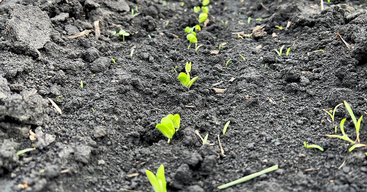 soybeans emerging from the ground