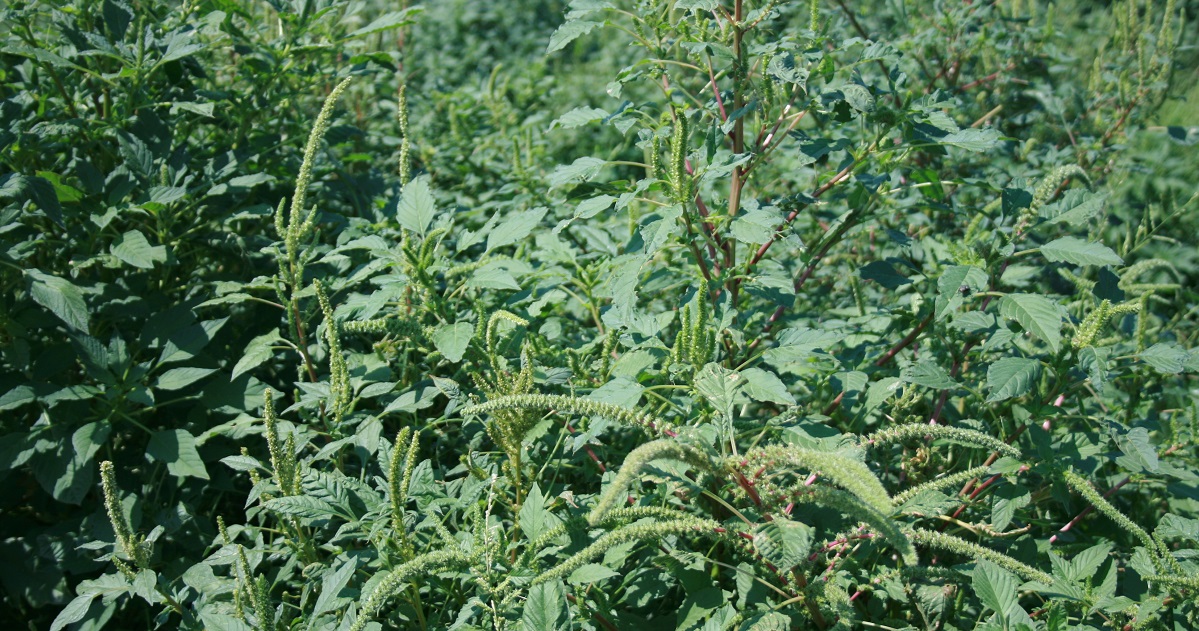 weeds growing in an untreated field