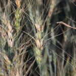 Fusarium head blight on wheat