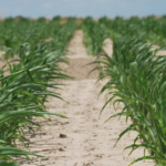 weed-free early-season corn rows