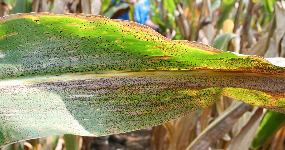untreated tar spot on corn leaf