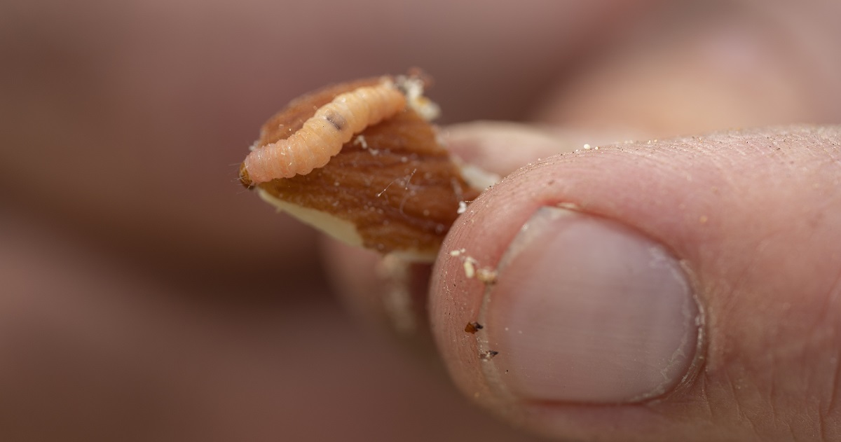 fingers holding a nut with a navel orangeworm on it