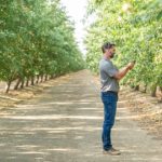man standing with a phone in a tree nuts orchard
