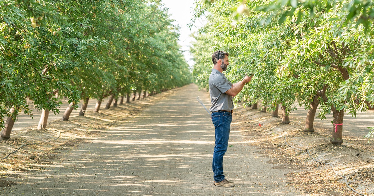 man standing with a phone in a tree nuts orchard