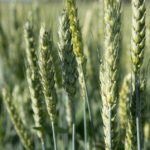 wheat growing without disease