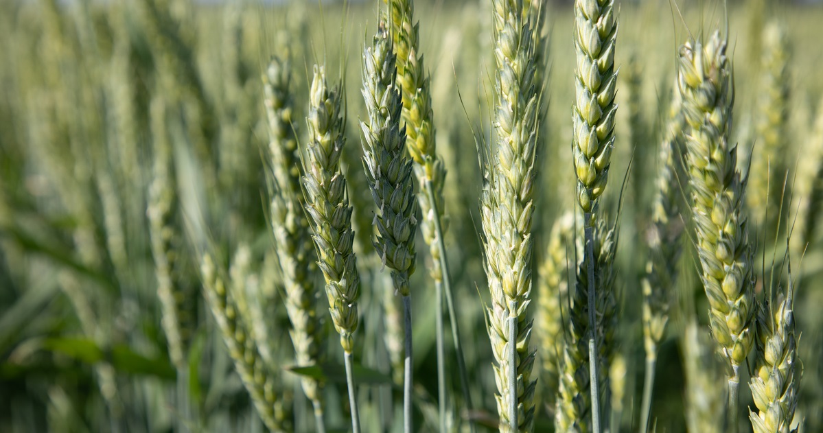 wheat growing without disease