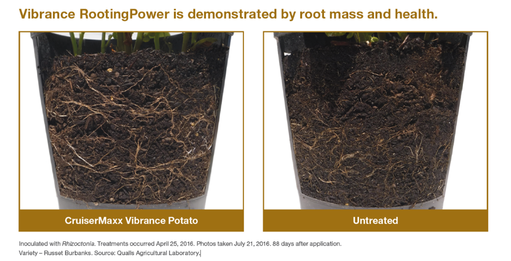 comparison of root mass and health for potatoes treated with CruiserMaxx Vibrance Potato compared to the untreated check