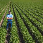 grower standing in soybean field with no signs of disease