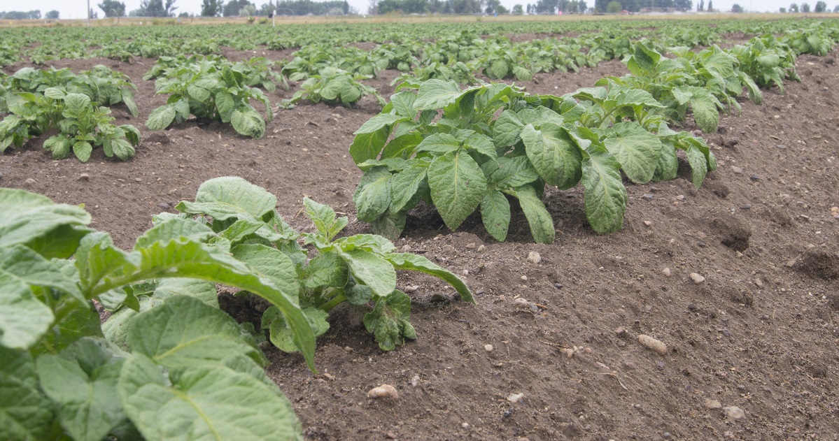 Rows of potatoes without disease or insects