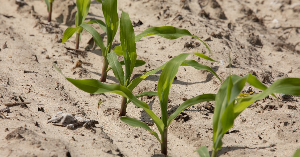 early season corn emerging without weeds