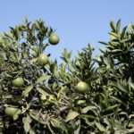 mid-season citrus grove with no citrus thrips in California