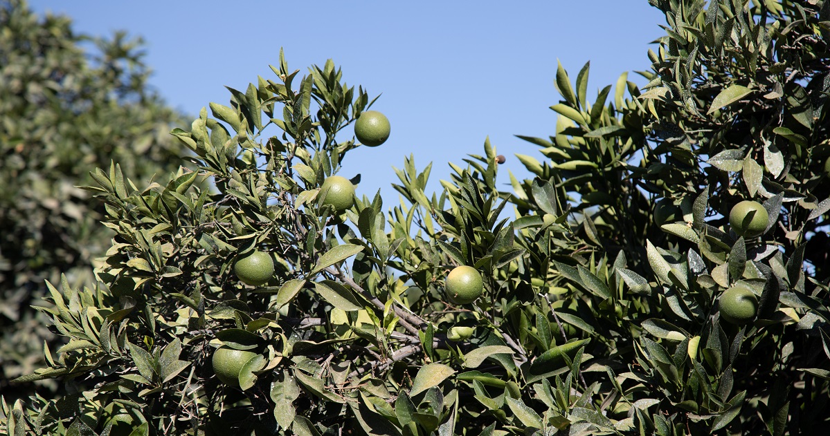 mid-season citrus grove with no citrus thrips in California