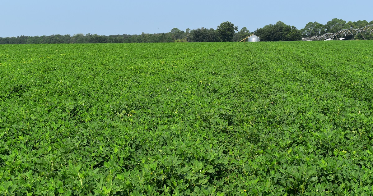 Healthy disease-free mid-season peanut field in Tifton, Georgia