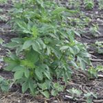 soybean field with giant rag weed growing taller than plants