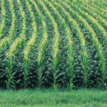 a clean corn field with no signs of disease presence