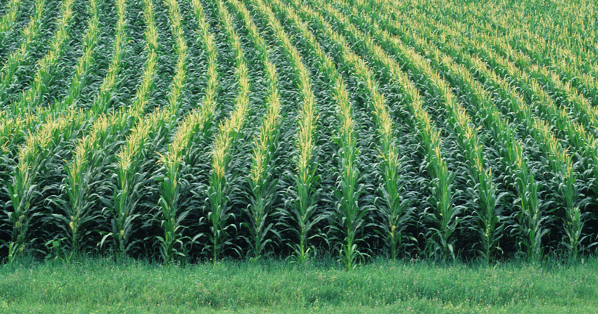 a clean corn field with no signs of disease presence