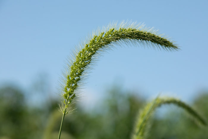 Flower head of a green foxtail plant