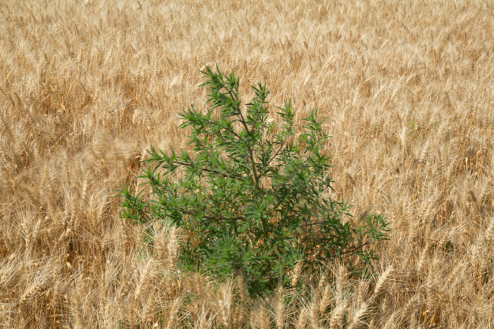 Kochia plant in late season wheat