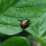 Japanese beetle on a soybean leaf