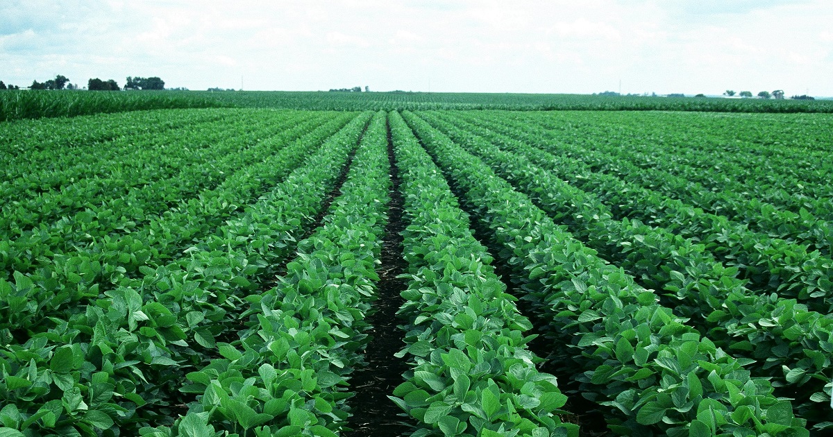 rows of soybeans