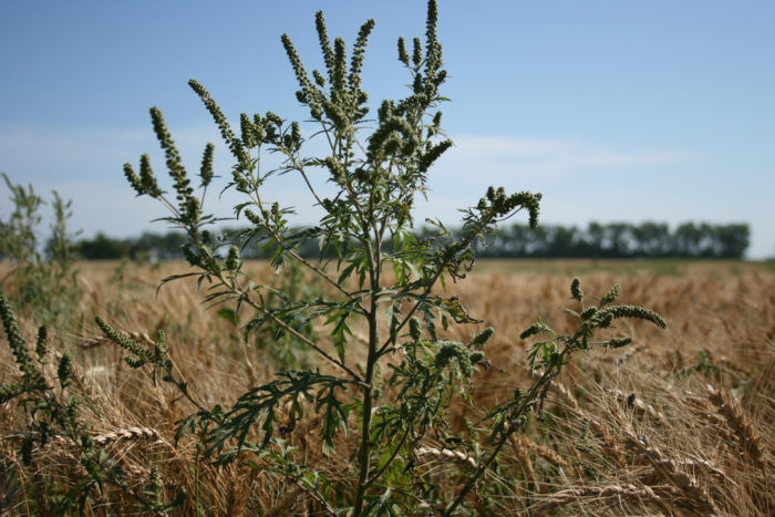 Common ragweed plant in a wheat field
