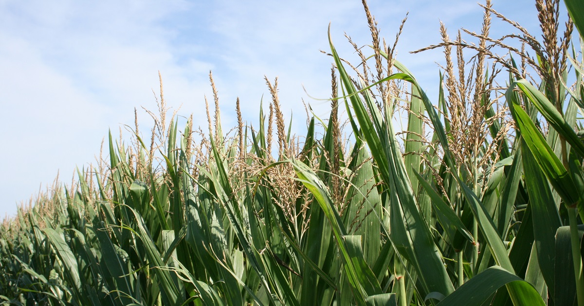 row of tasseling corn