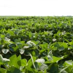 healthy soybean field with a strong fungicide-insecticide