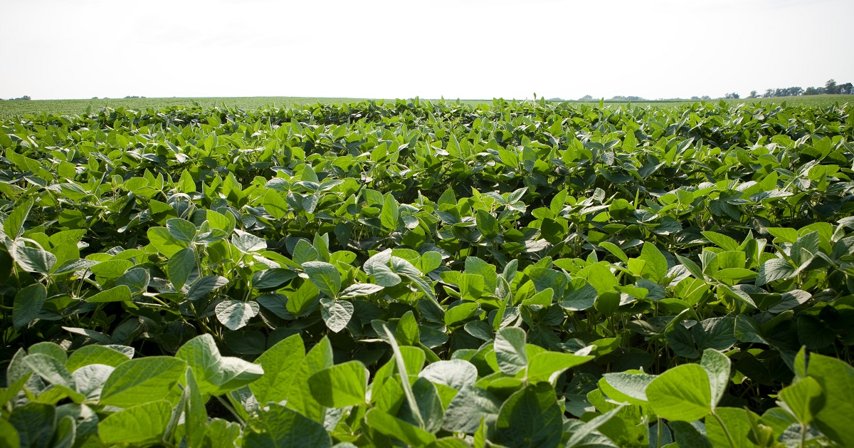 healthy soybean field with a strong fungicide-insecticide