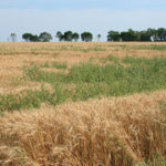 Weed infestation in a wheat field