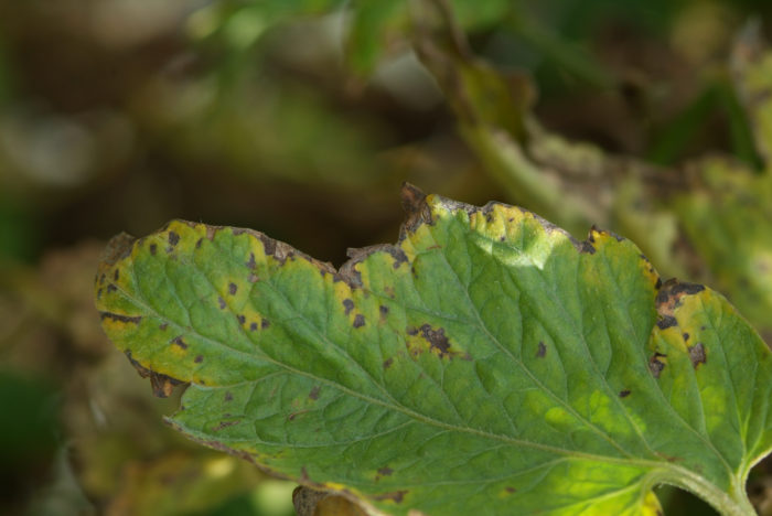 Tomato leaf infected with early blight