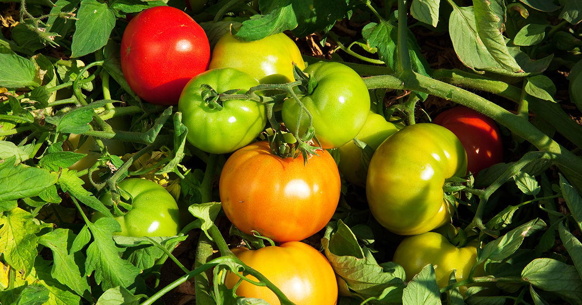 Fruiting, healthy tomato crop with no sign of diseases
