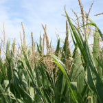 Cleaner and Greener Corn Crop in Dixon, IL