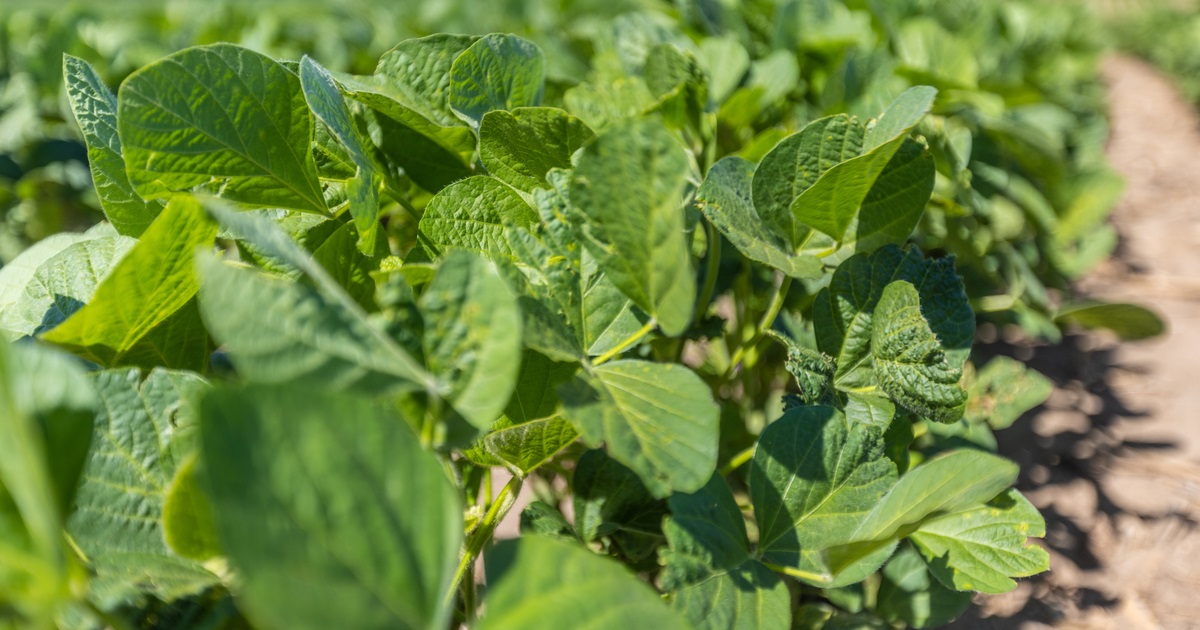 close up shot of soybean plants